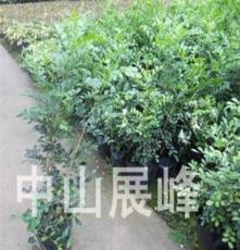 九里香(万里香) 优质绿化灌木