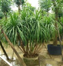 多头　龙血树　袋苗　高1.5－2.5米　观叶盆栽　丛生