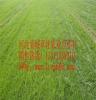 内蒙古绿化工程专用草坪 草皮找河北栾城草坪 内蒙古草坪