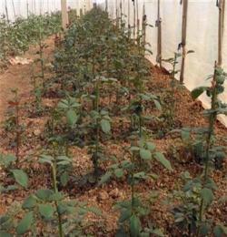 一年玫瑰苗批发 超低价云南玫瑰苗 花卉种苗绿化工程苗低价批发