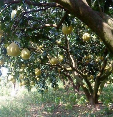 鹏源花卉 供应玉环白柚子果树 销售各种规格果树 量大优惠