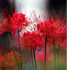 红色彼岸花 种球 盆栽 又称曼珠沙华 红花石蒜 球根 促销价
