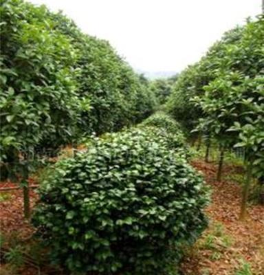 优质灌木茶花