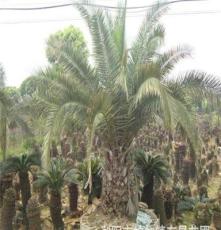 湖南苗圃供应棕榈，棕榈树，树高1--4米