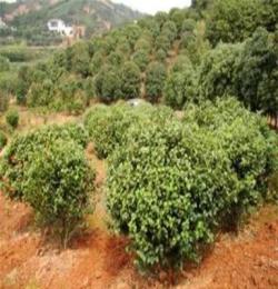 常年供应精品绿化工程 灌木茶花