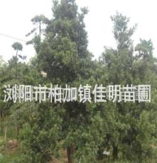 乔木 湖南佳明苗圃优质供应15cm罗汉松 原生树