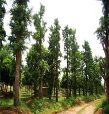 实物拍摄 批发供应优质园林绿化乔木银杏