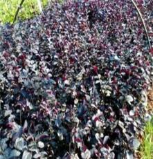 灌木小苗-湖南红花继木产地红花继木品种最多质量好的万达苗圃