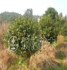 供应大量优质常绿性灌木 红花山茶球