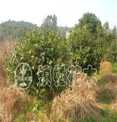 供应大量优质常绿性灌木 红花山茶球
