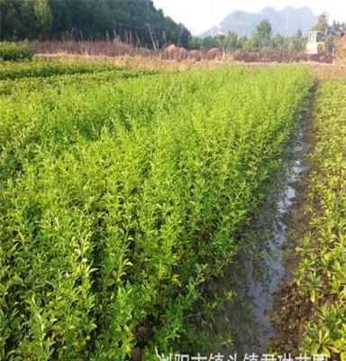 大量长期供应迎春、扶芳藤、爬山虎、凌霄、紫藤、常春藤木