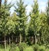 博雅供应工程绿化苗木，乔木灌木，银杏树，规格齐全