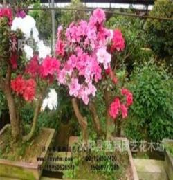 出售 杜鹃盆景 杜鹃盆栽 复合式杜鹃盆景 开3种花