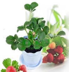 盆栽四季草莓苗 优质高斯克草莓苗 四季果树苗 包成活当年结果