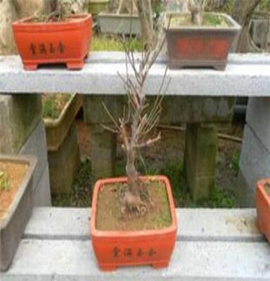 出售树木盆栽植物 红梅盆景 室内办公植物