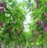 供应紫穗槐小苗灌木类 销售各种规格 量大优惠