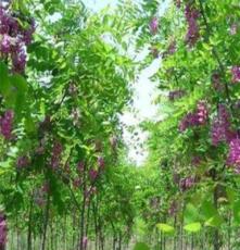 供应紫穗槐小苗灌木类 销售各种规格 量大优惠