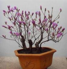 树木盆景.紫色山杜鹃.稀有品种.客厅摆放佳品.