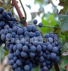 可盆栽果树苗木 酿酒葡萄树苗新品种-赤霞珠葡萄苗 葡萄种苗 果苗