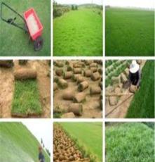 北京出售草坪草皮 销售铺草坪草皮 绿地草皮 人工上门铺草皮草坪