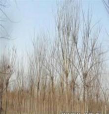 河北博野县供应多种规格的乔木——槐树 价格低 国槐