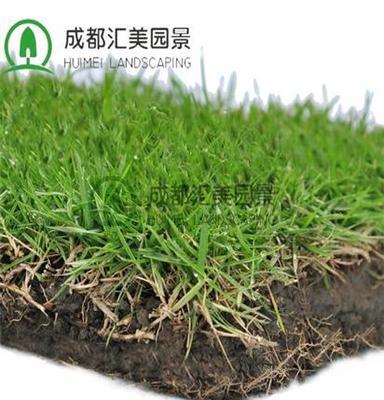 销售台湾二号马尼拉结缕草草皮批发 私家庭院绿化专用草坪
