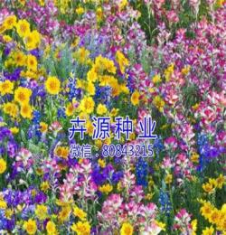 銷售野花組合圖片,價(jià)格 卉源園藝