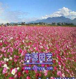 花海種子供應(yīng)信息,價(jià)格 卉源園藝
