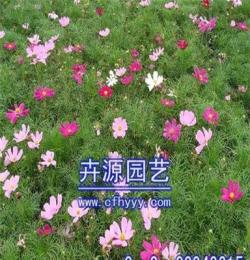 花卉種子,廠家直銷 卉源園藝