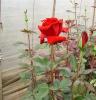 红玫瑰苗，高产玫瑰花苗，云南鲜花种苗批发，彩玫基地生产