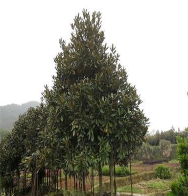 供应绿化乔木、米径18公分广玉兰