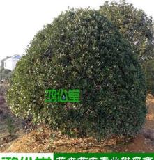 [湖南园林苗圃]四季青球 产地销售规格齐全 中国花木之乡常绿灌木