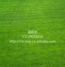 供应绿化草皮 马尼拉草皮台湾青草皮 带土层厚实易成活 规格26
