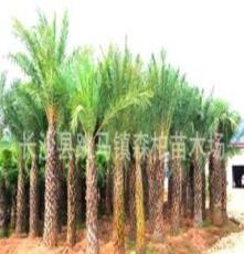 大量 供应 优质棕榈木