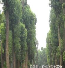 苗圃直销贵州 绿化苗木、乔木移栽大香樟--胸径30--60公分