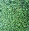 江西绿化草坪~~绿化马尼拉草皮