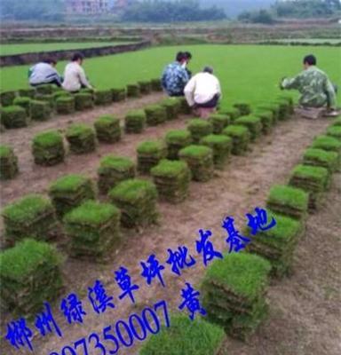 贵州绿化草皮批发基地