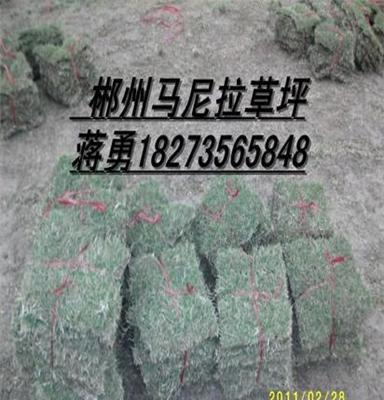 （基地马尼拉草皮）{郴州}价格