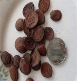綠野生態(tài)大量銷售批發(fā)銀合歡種子