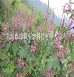 綠野生態(tài)大量銷售批發(fā)多花木蘭種子