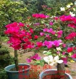 三角梅 勒杜鵑 櫻花 玫瑰 龍船花 黃金葉 東莞花卉租賃