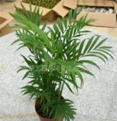 批发供应室内观叶植物袖珍椰子小盆栽
