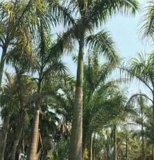 苗圃直销杆高4米大王椰子价格435元