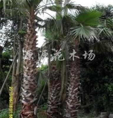 福建漳州 大量 销售 老人葵（华棕）移栽 地苗 绿化树 各种规格