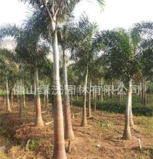 大量批发供应壮干18-23公分粗、干高1.8-2.0米优质狐尾椰子