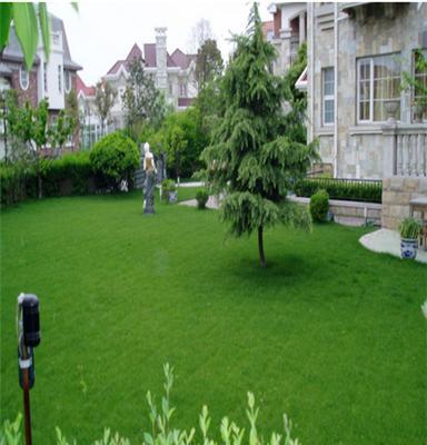 私家花园别墅庭院小区公共绿地优质马尼拉草皮台湾草坪