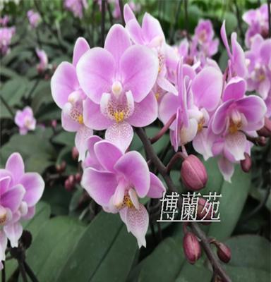 甜心（蝴蝶兰），有香味，农场直销兰花开花株和种苗