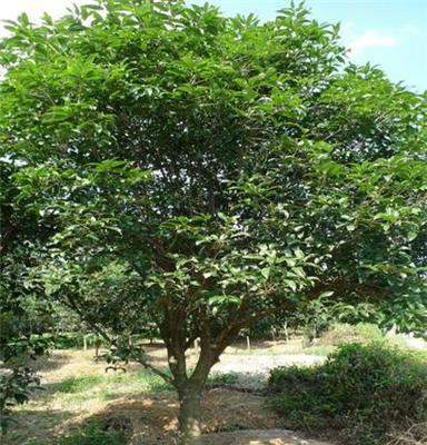 大量低价供应中国乔木—桂花树
