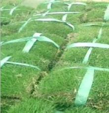 草坪草皮基地供应早熟禾草坪，马尼拉，百慕大，高羊茅 萧山苗木