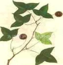 供应枫香种子林木种子绿化种苗 植物种子 花卉种子
